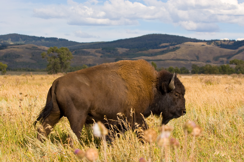 Bison